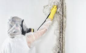 Best Emergency Mold Remediation  in Naples, UT